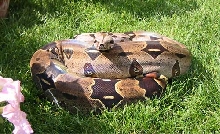 Female Guyana