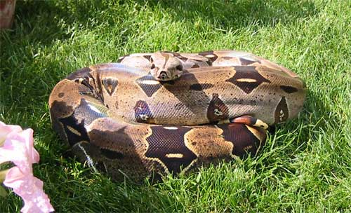 Female Guyana