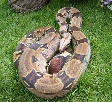 Female Guyana