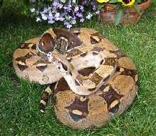 Female Columbian (Pastel)
