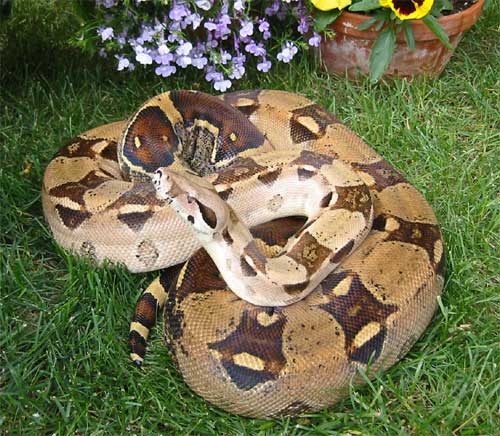 Female Columbian (Pastel)