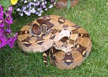 Female Columbian (Pastel)