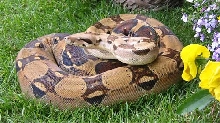 Female Columbian (Pastel)