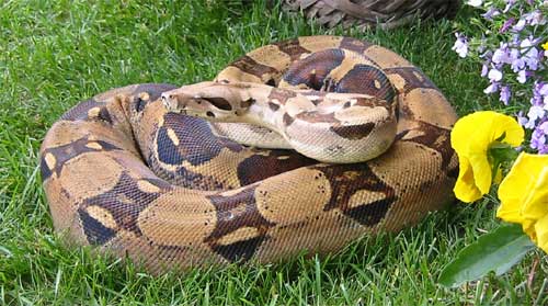Female Columbian (Pastel)