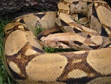 Male Columbian (Pastel)