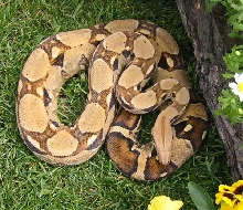 Male Columbian (Pastel)