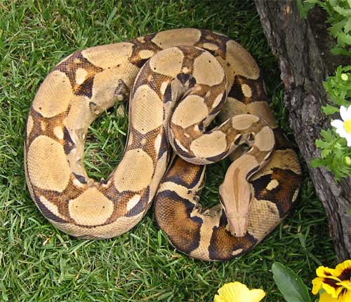 Male Columbian (Pastel)