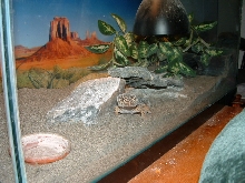 king of the tank