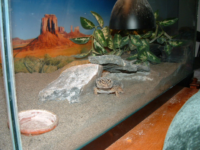 king of the tank
