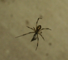 Brown Widow?