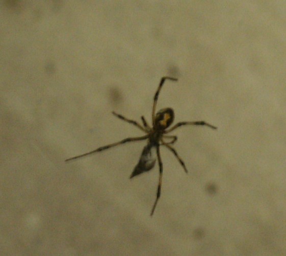 Brown Widow?
