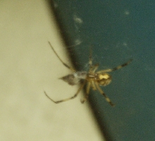 Brown Widow 2?