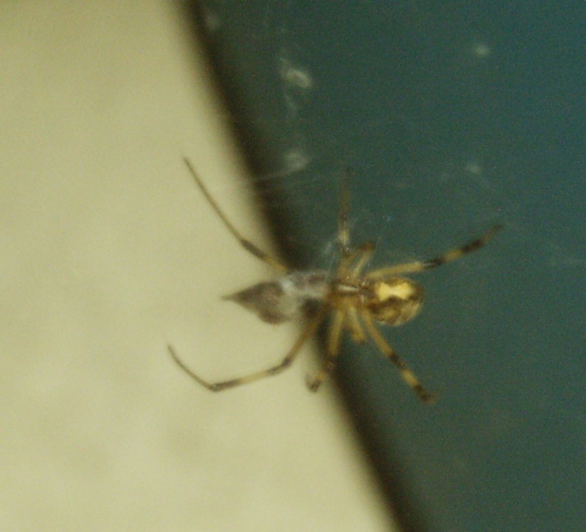 Brown Widow 2?