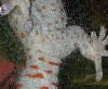 Tokay Gecko