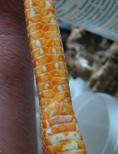 Corn Snake Vent