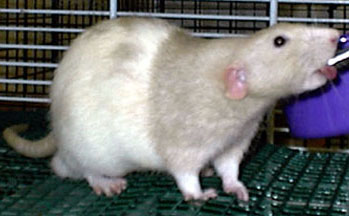 Carter