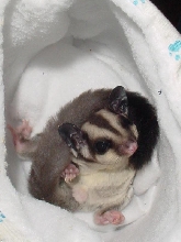 Male joey in his pouch