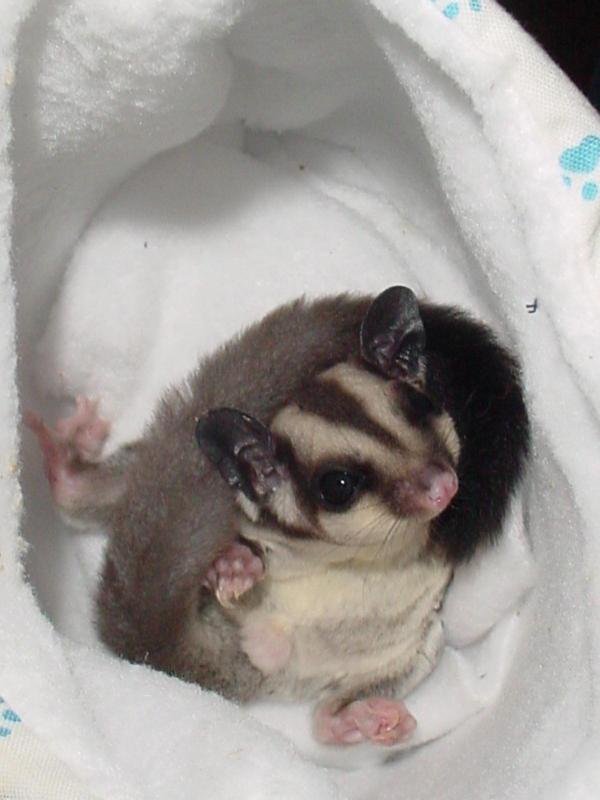 Male joey in his pouch