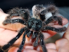 Avicularia Metallica Sp Green