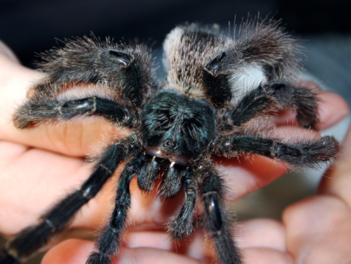 Avicularia Metallica Sp Green