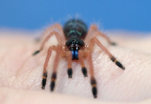 Ephebopus cyanognathus (blue fang)