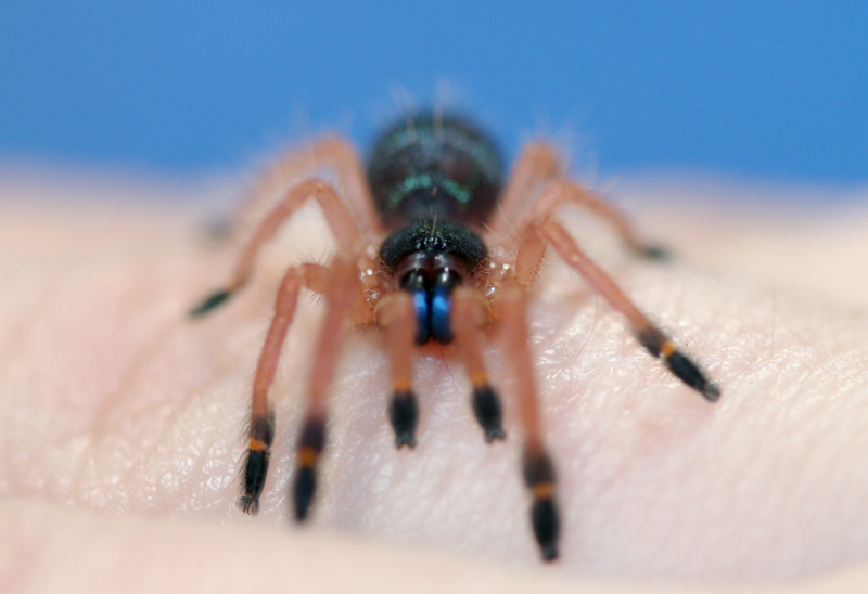 Ephebopus cyanognathus (blue fang)
