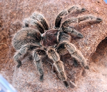 Grammostola Rosea