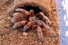 Grammostola Sp Rcf