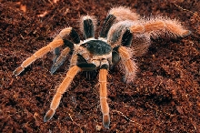 Megaphobema Robustum