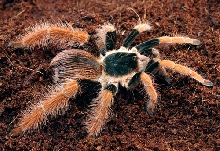Megaphobema Robustum