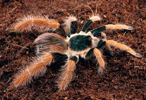 Megaphobema Robustum