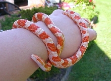Amel Milk Snake Phase