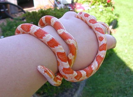 Amel Milk Snake Phase