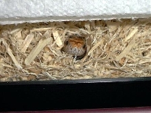 Angel peeking