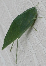 bug on the house
