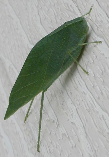 bug on the house