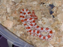 Candy cane