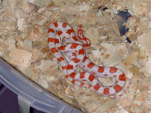 Candy cane