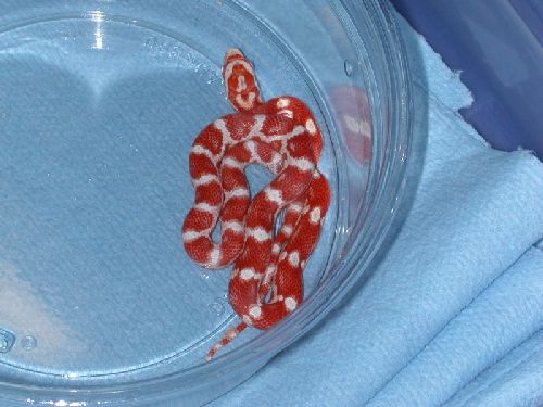 2003 candy cane