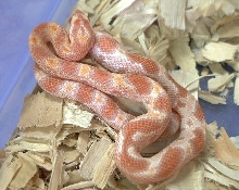 Creamsicle