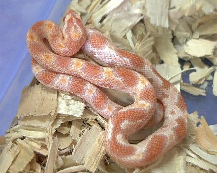 Creamsicle