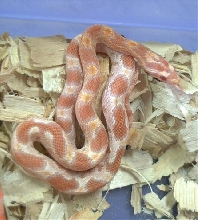 Creamsicle