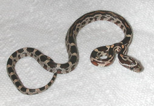 Normal w/ aberrant pattern