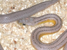 Anery Stripe
