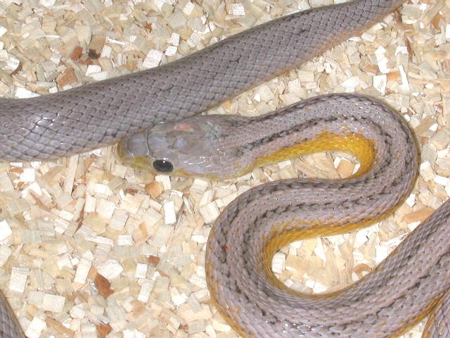 Anery Stripe