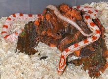 Love candy cane