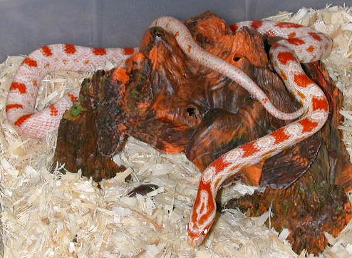 Love candy cane