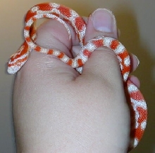 amel milksnake phase