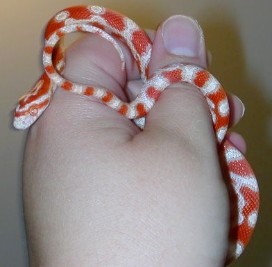 amel milksnake phase