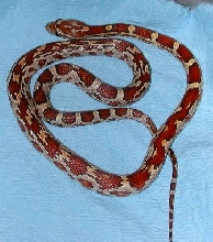 aztec corn